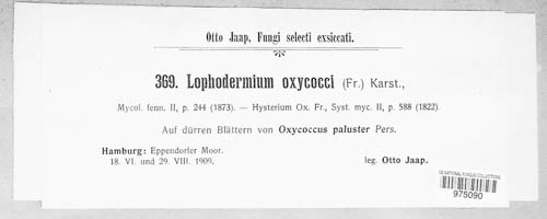 Lophodermium oxycocci image